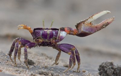 Wenkkrab; Fiddler crab