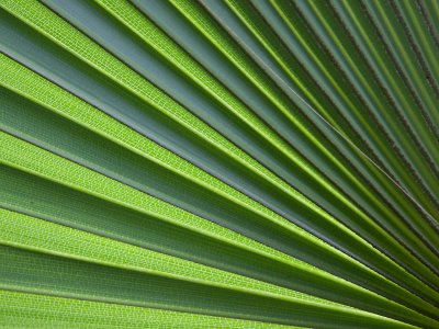 Palmblad; Palm Leaf