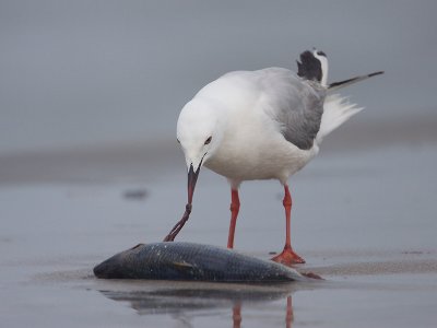 Dunbekmeeuw; Slender-billed Gull
