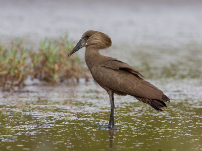 Hamerkop; Hammerkop