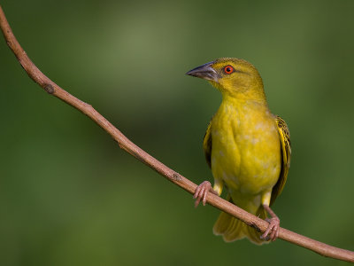 Grote Textorwever; Village Weaver