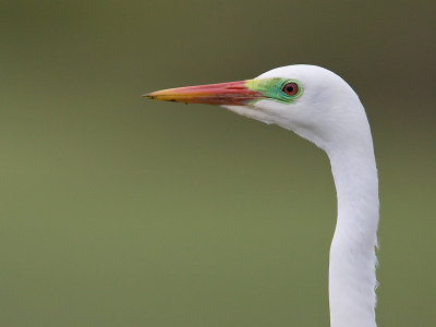 Middelste Zilverreiger; Short-billed Egret