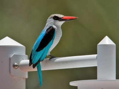 Senegal IJsvogel; Woodland kingfisher