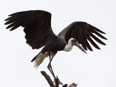 Bisschopooievaar; Woolly-necked Stork