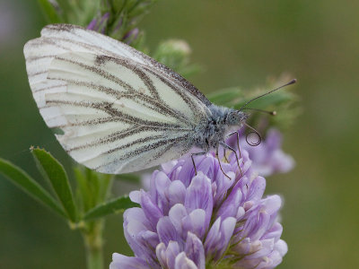 Klein Geaderd Witje; Green-veined white