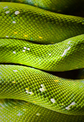 Peau de serpent