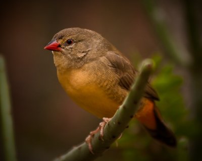 Oiseau des forts humides du Costa Rica