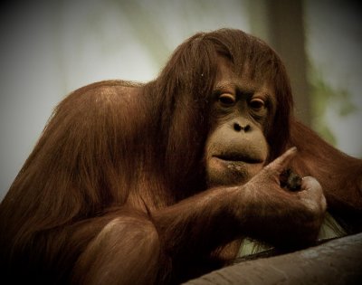 Maman Orang outan   (Orangutan)