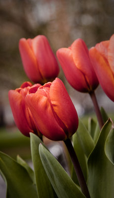 Le printemps  Madison Square Park