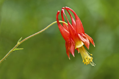  Aquilegia canadensis (Ancolie du Canada)  /  North Carolina
