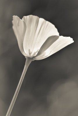 Pavot blanc  /  Duke Gardens