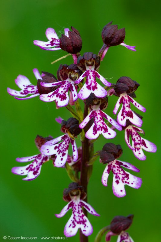Orchis purpurea