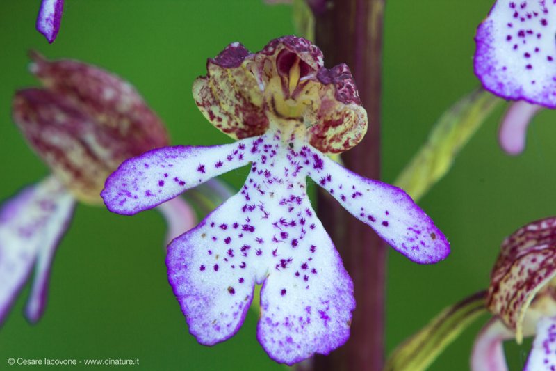 Orchis purpurea
