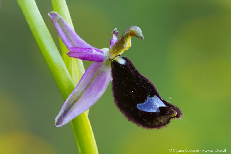 Ophrys bertoloni