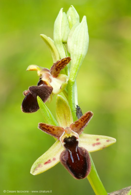 Ophrys promontorii