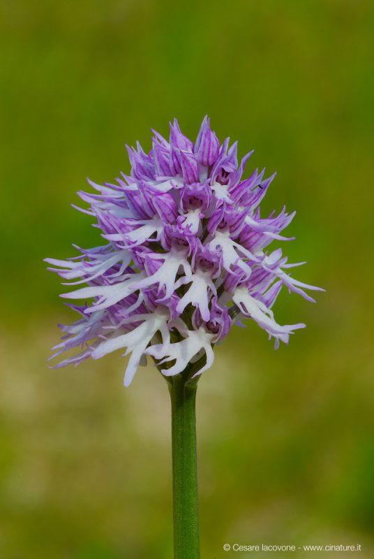 Orchis italica