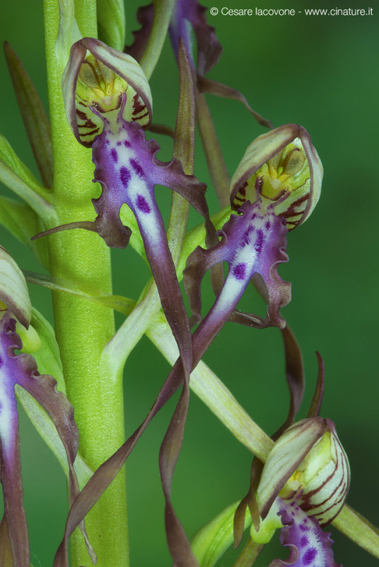 Himantoglossum adriaticum