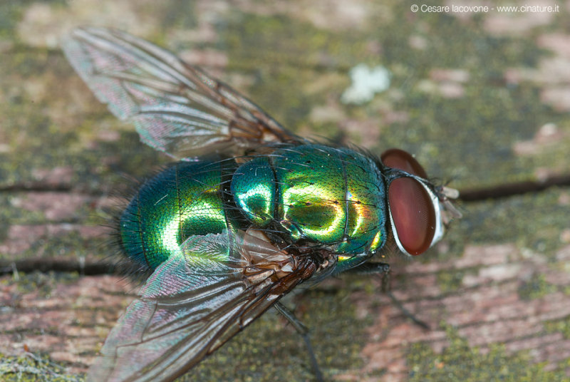 Mosca2.jpg