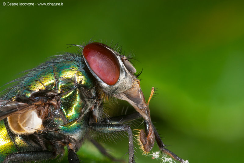 Lucilia-sericata.jpg