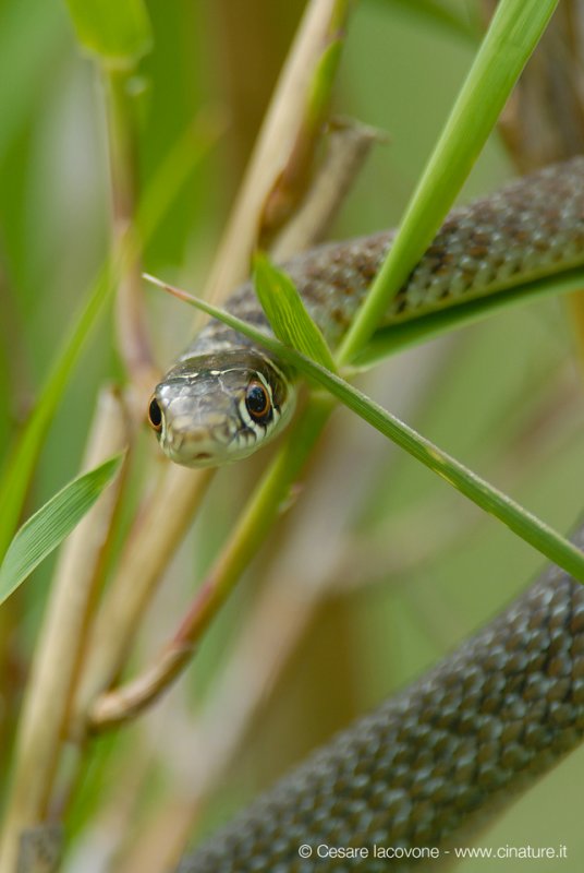 Biacco-Hierophis viridiflavus