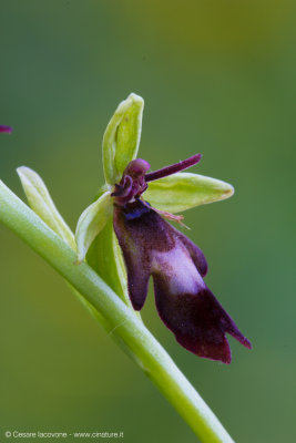 Ophrys isectifera