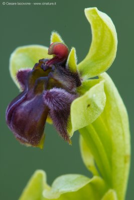 Ophrys bombyliflora