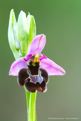 Ophrys bertoloni x holoserica (ibrido)