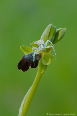 Ophrys fusca