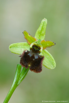 Ophrys garganica