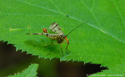 Panorpa communis 0657