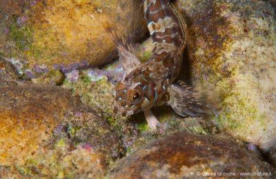 Aidablennus sphinx (Bavosa sfinge)