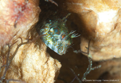 Parablennius incognitus