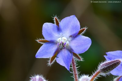 Borago officinalis