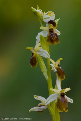 Ophrys exaltata archipelagi
