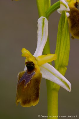 Ophrys exaltata archipelagi