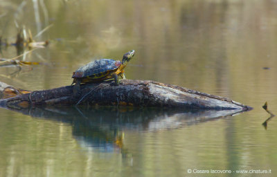 Trachemys scripta elegans