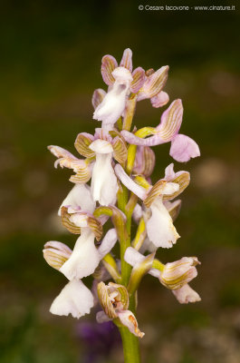 Orchis morio (albina)