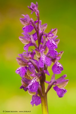 Orchis morio