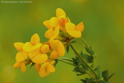 Lotus corniculatus