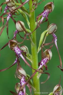 Himantoglossum adriaticum