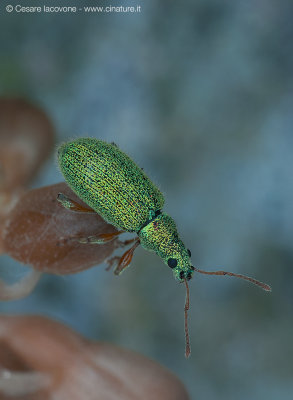 Polydrusus formosus