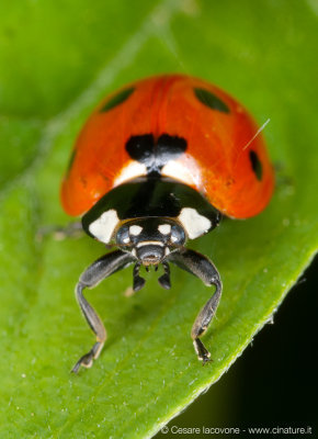 Coccinella septempunctata