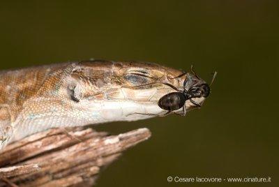 DSC_4372.jpg