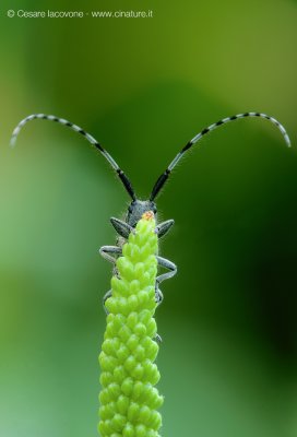 Agapanthia cardui