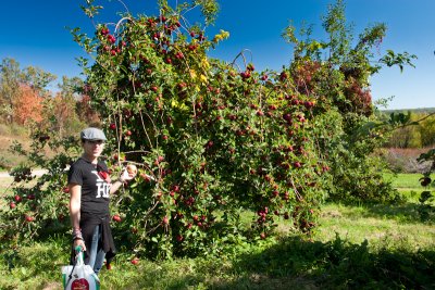 apple picking-107.jpg