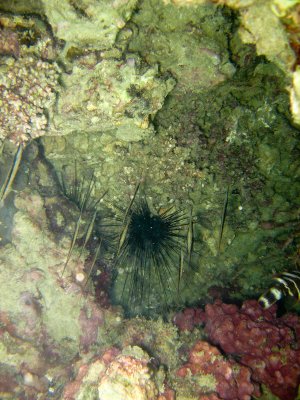 Koh Phi Phi-179.jpg