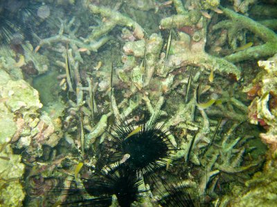 Koh Phi Phi-180.jpg