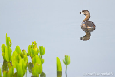 _MG_1490 grebe w.jpg