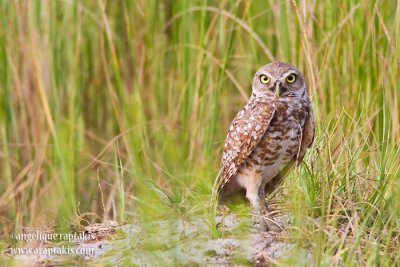 _MG_5770 burrowing owl cw.jpg