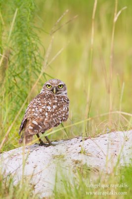 _MG_5892 burrowing owl w.jpg